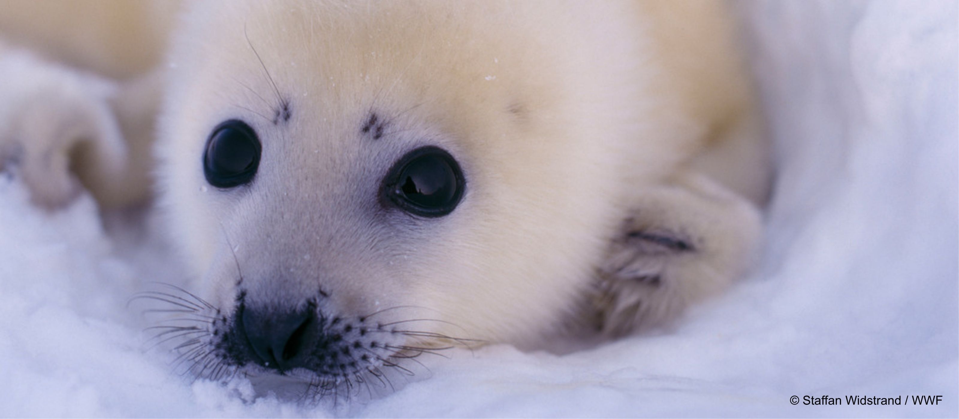 Retrato foca arpa