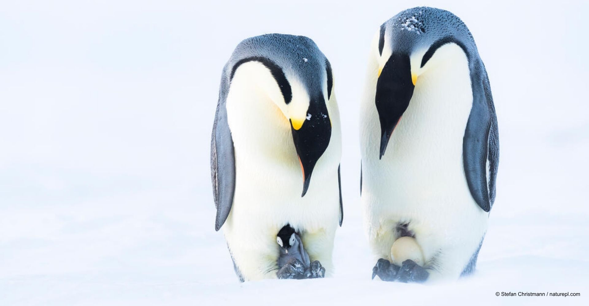 Sabías que el pinguino emperador