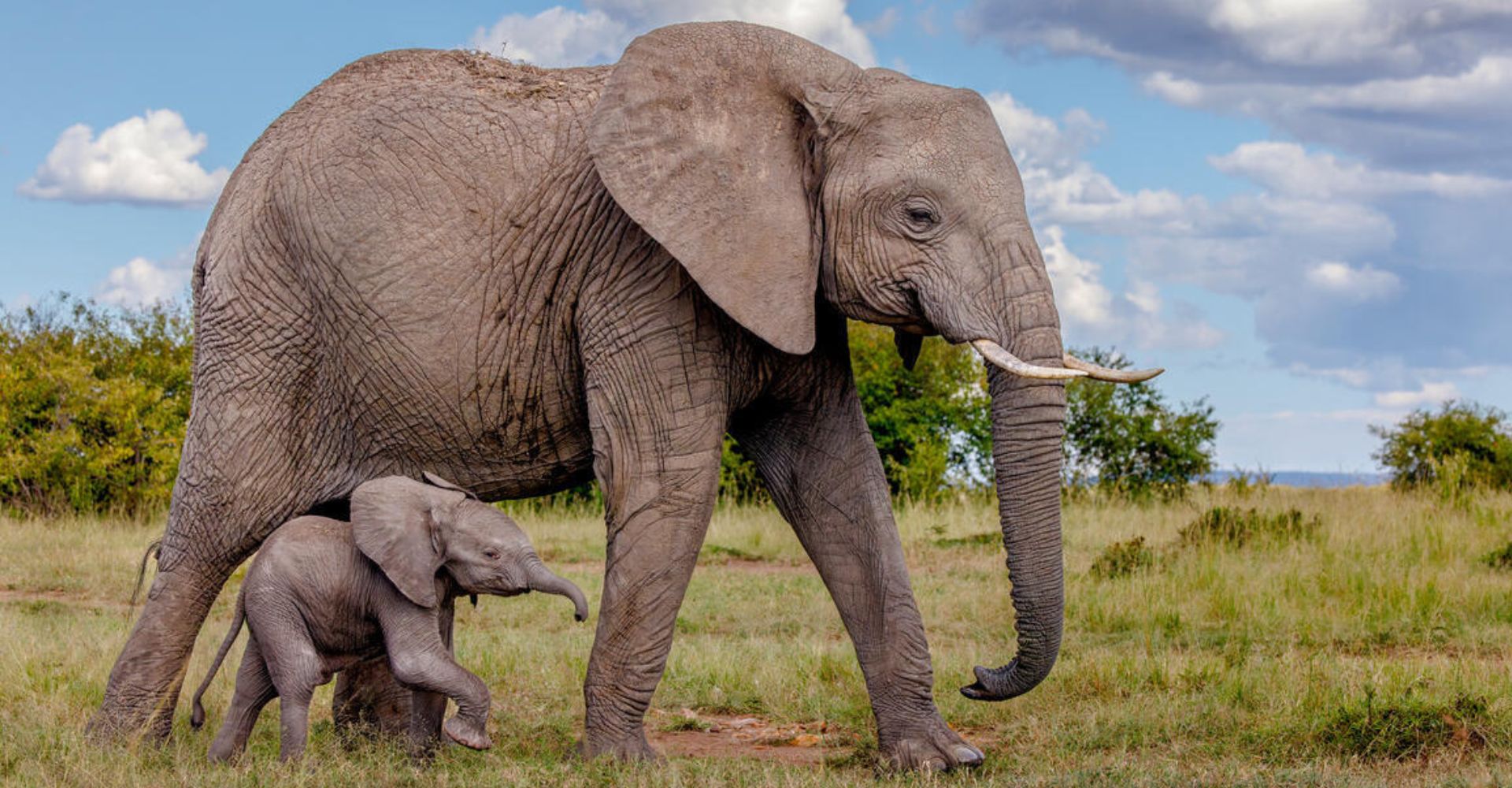 Elefante africano con cría en Masai Mara