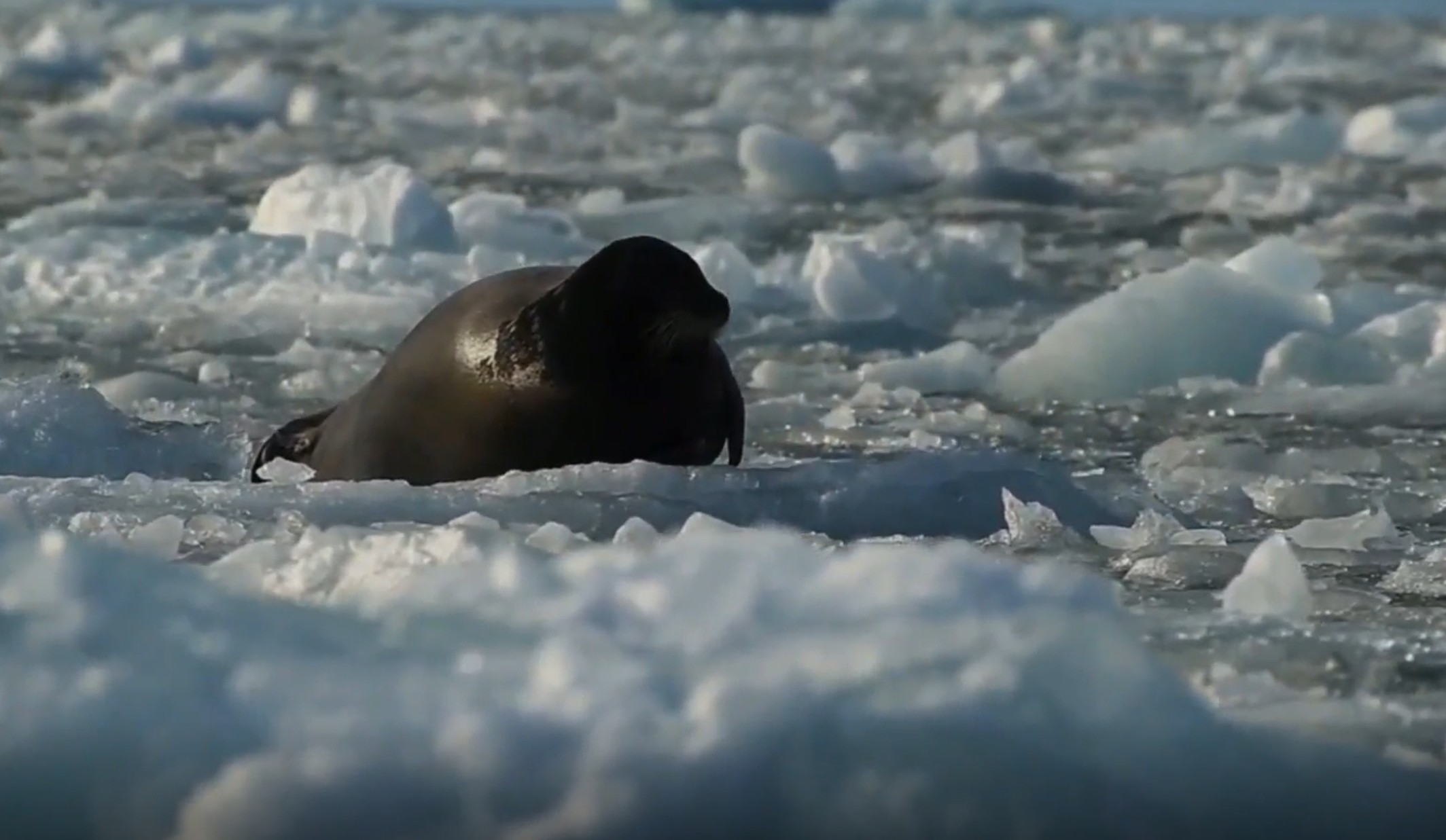 Foca arpa flotando en el hielo