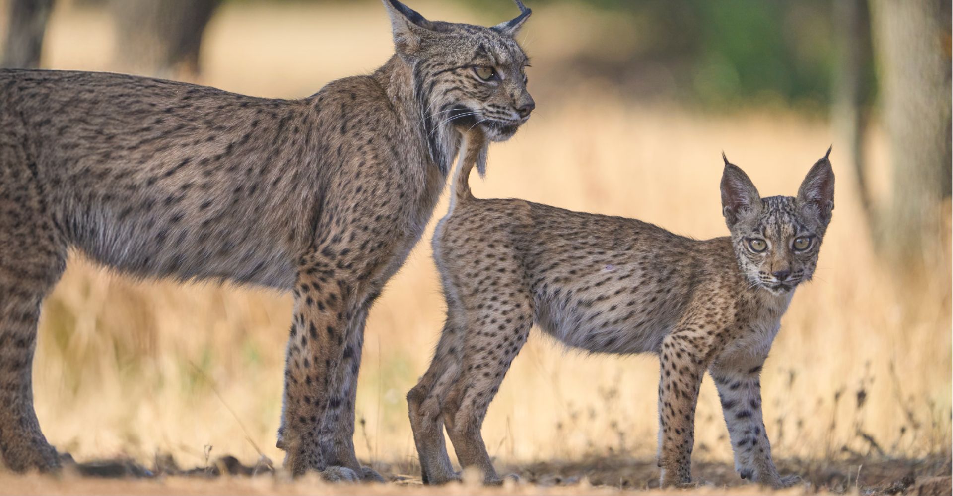 Lince Ibérico, seguimiento de la especie