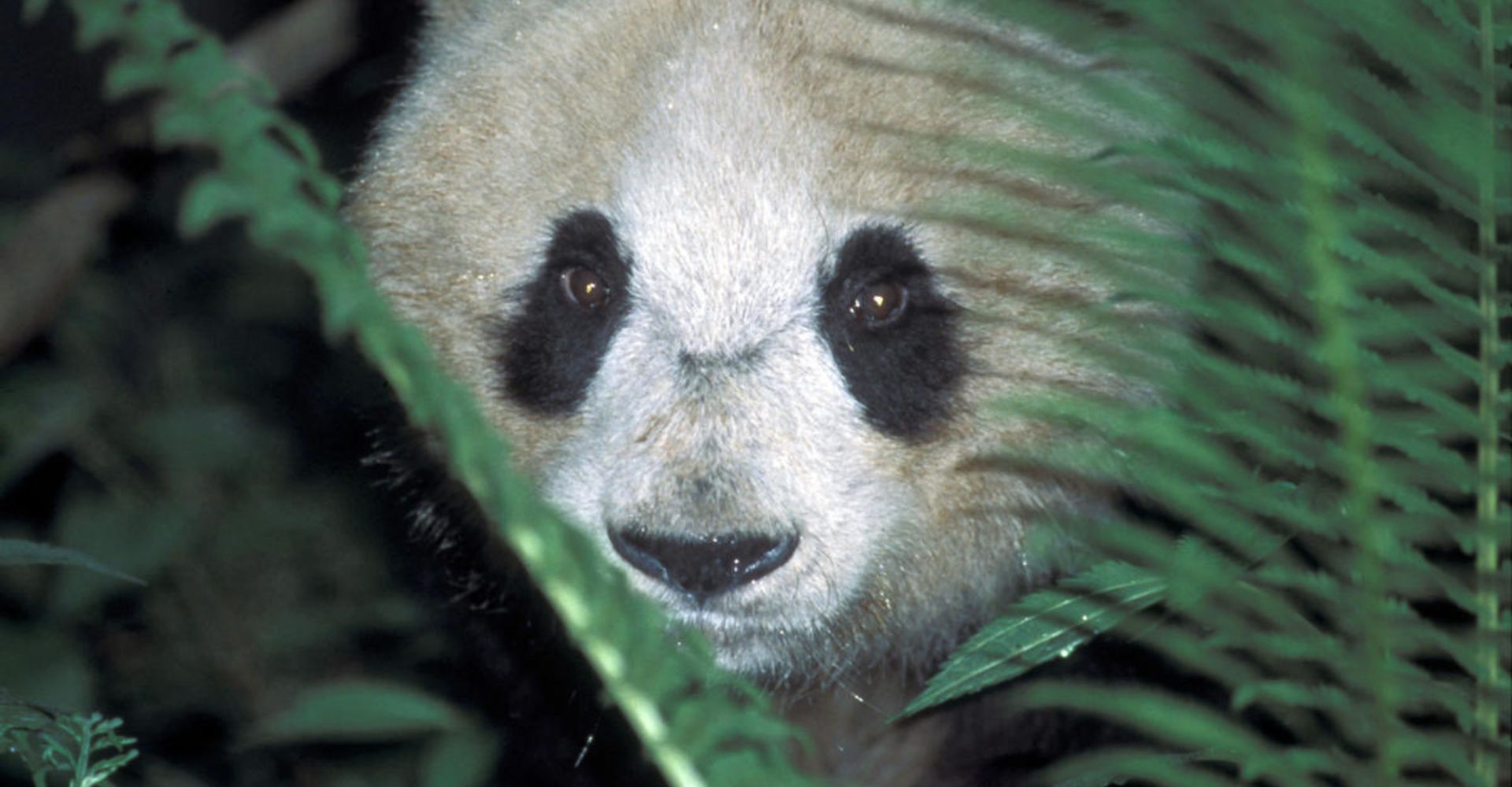Seguimiento oso panda wwf