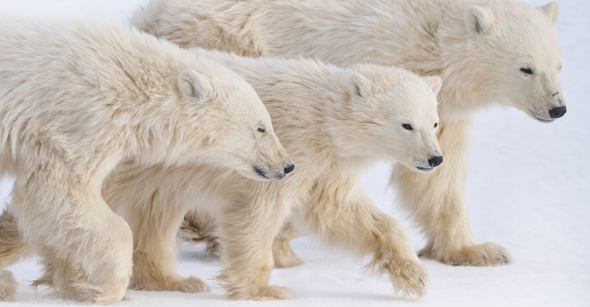 Seguimiento del oso polar - adopcion wwf