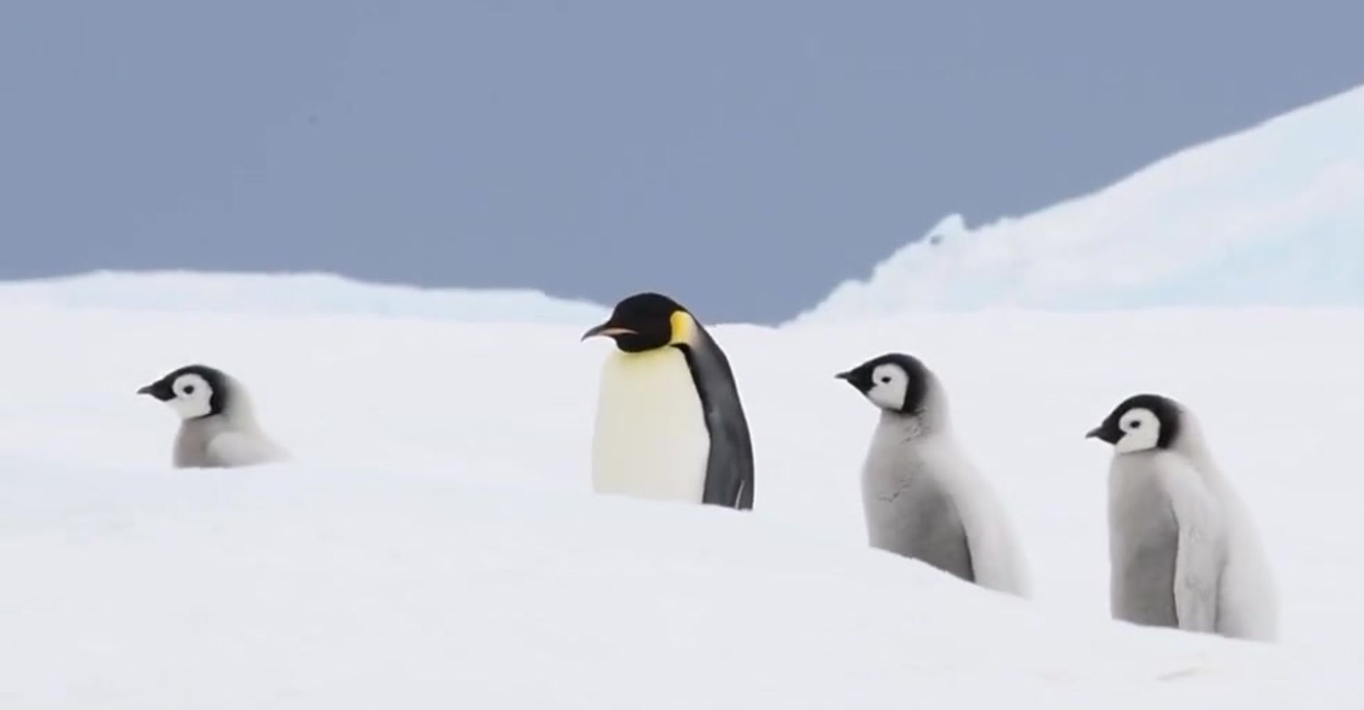 Pingüinos emperadores en el hielo