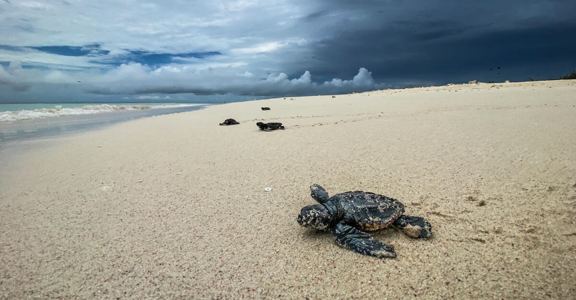 Tortuga marina cria en la playa