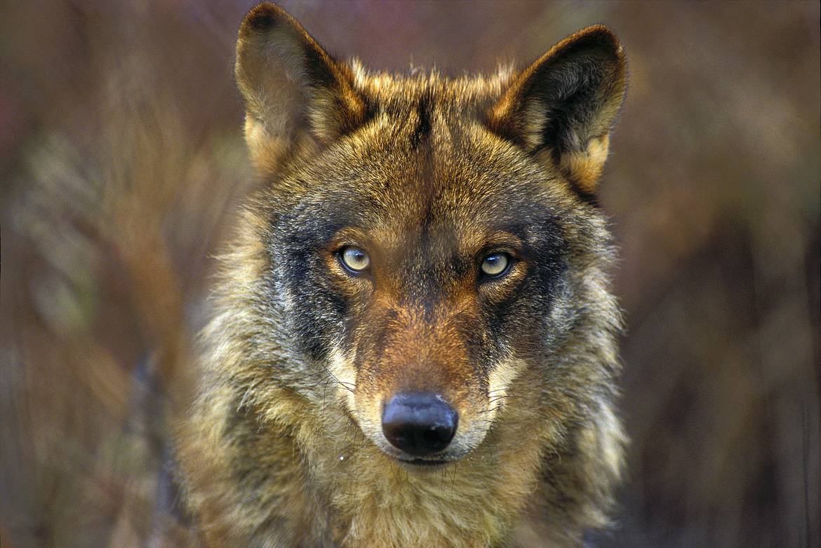 Lobo ibérico