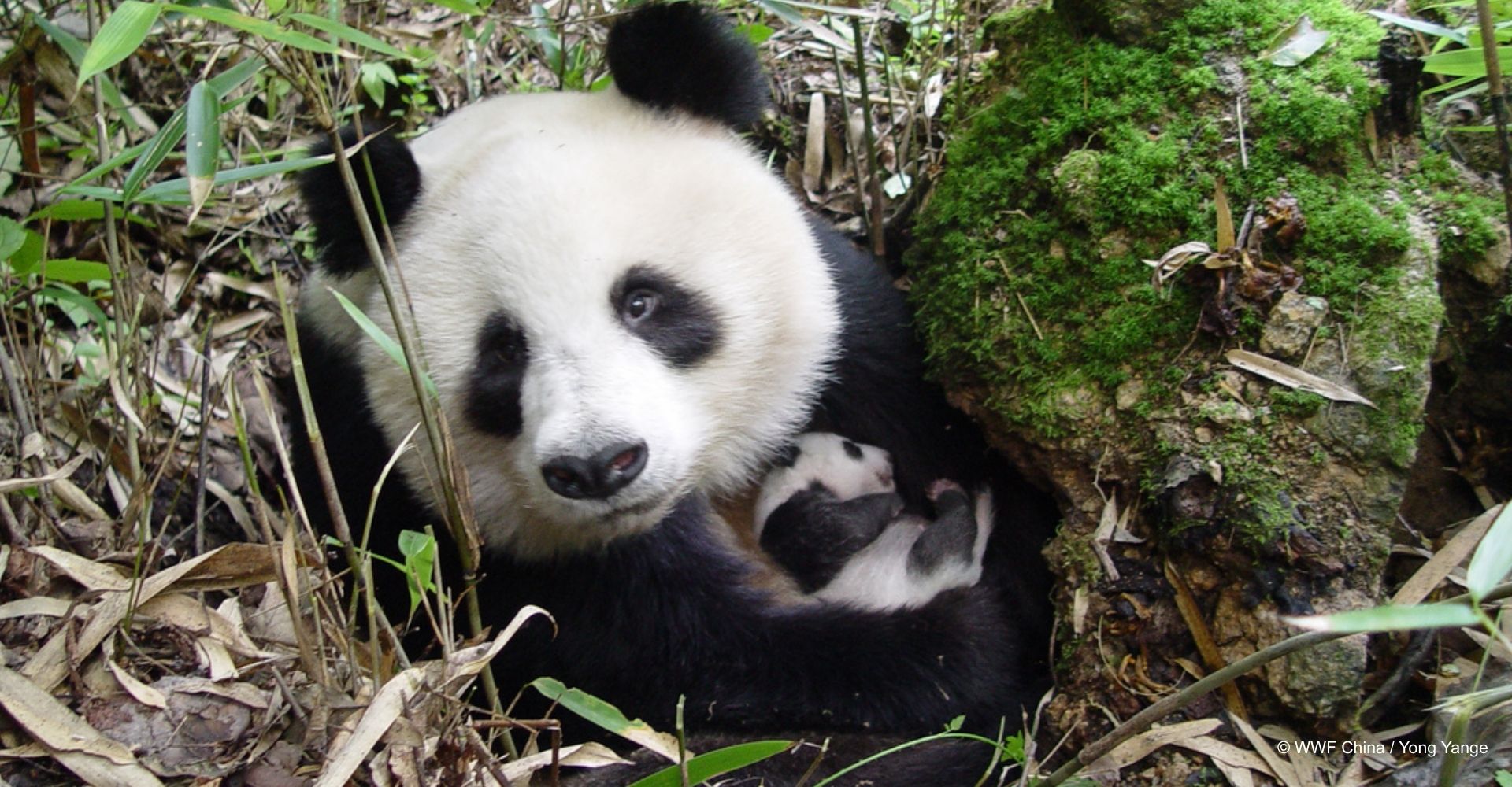 Sabías que el panda gigante
