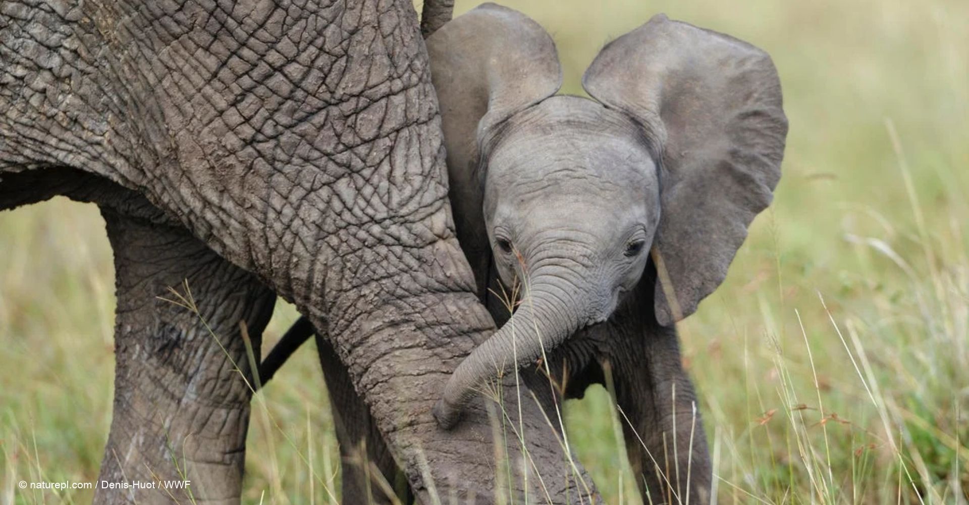 Cría de elefante africano