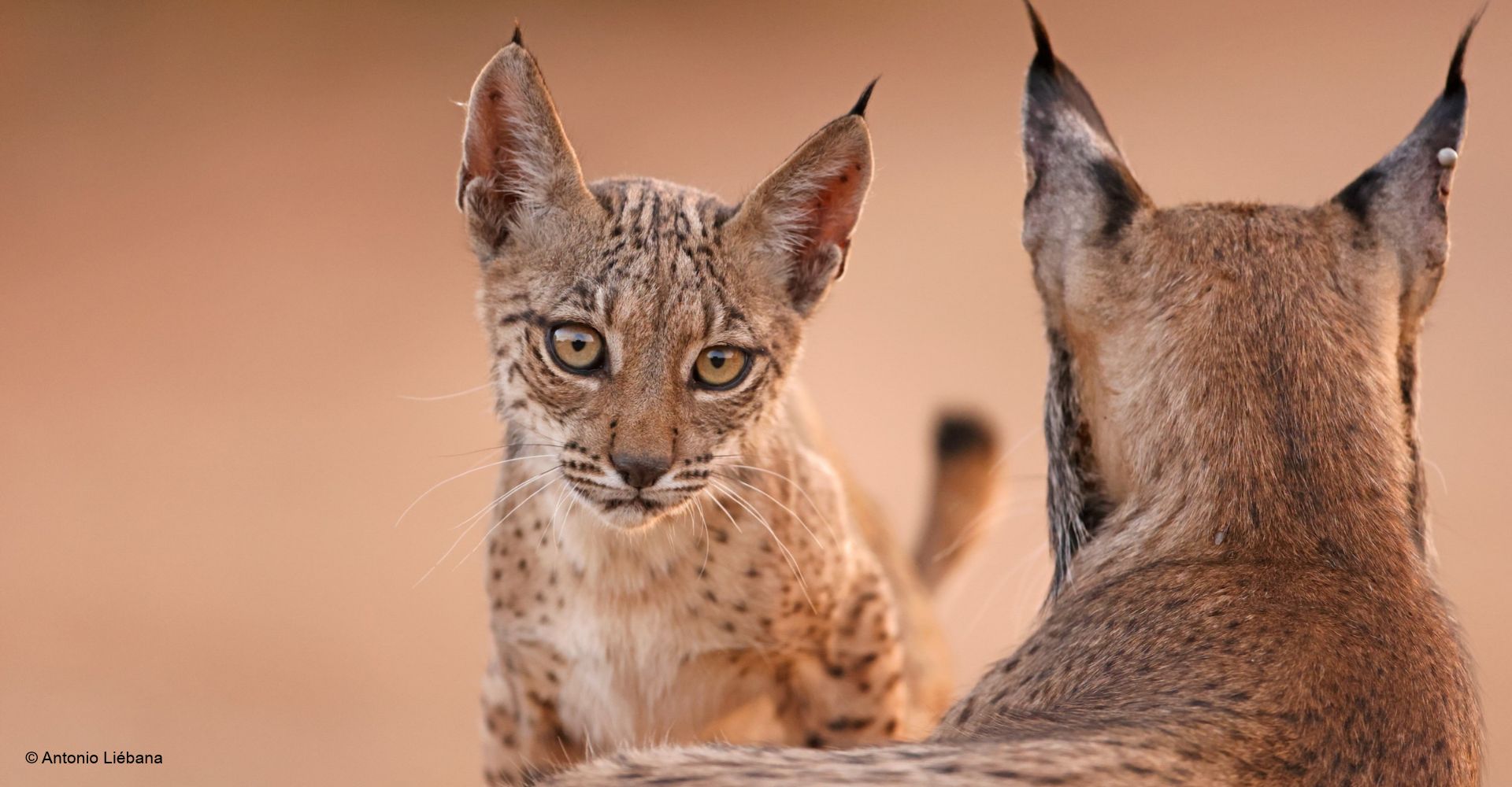 Sabías que el lince ibérico