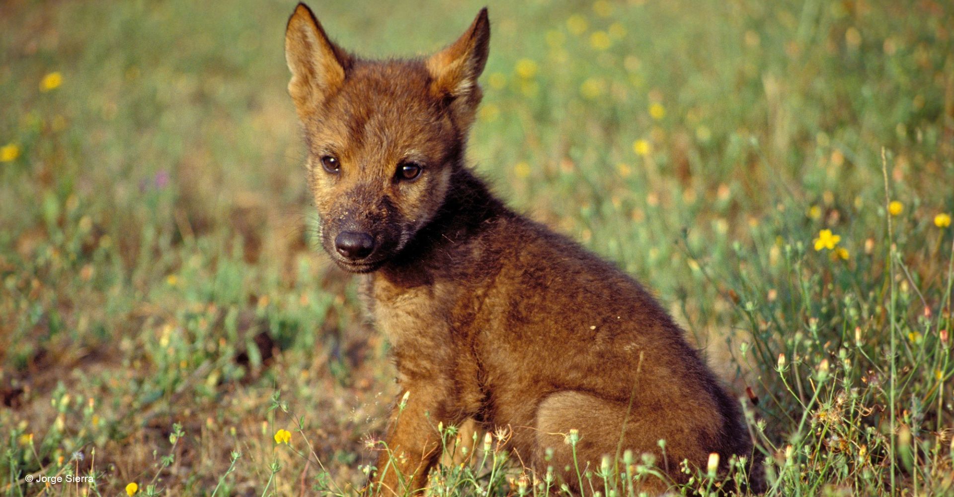 Sabías que el lobo ibérico