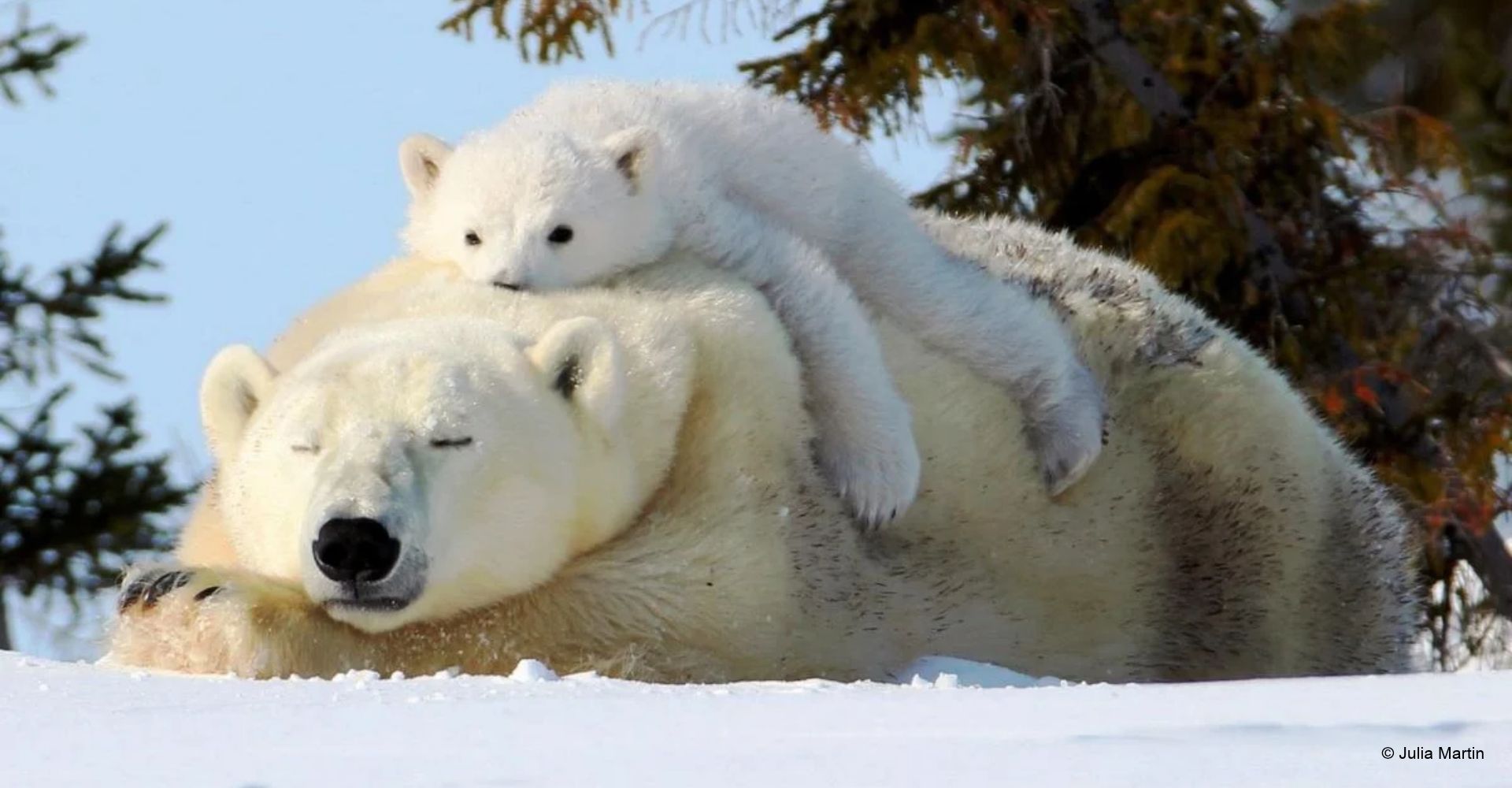 Cría de oso polar tumbada sobre su madre, dormida sobre la nieve