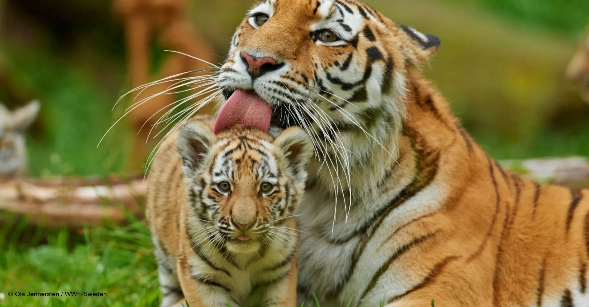 Tigre siberiano lamiendo a su cría