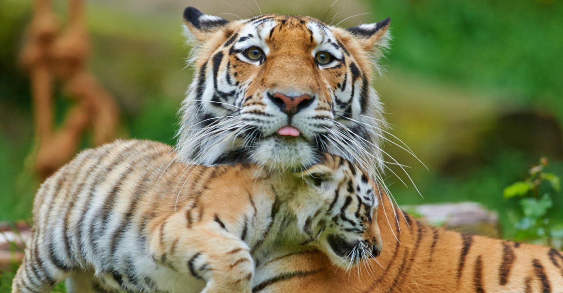 Seguimiento tigre