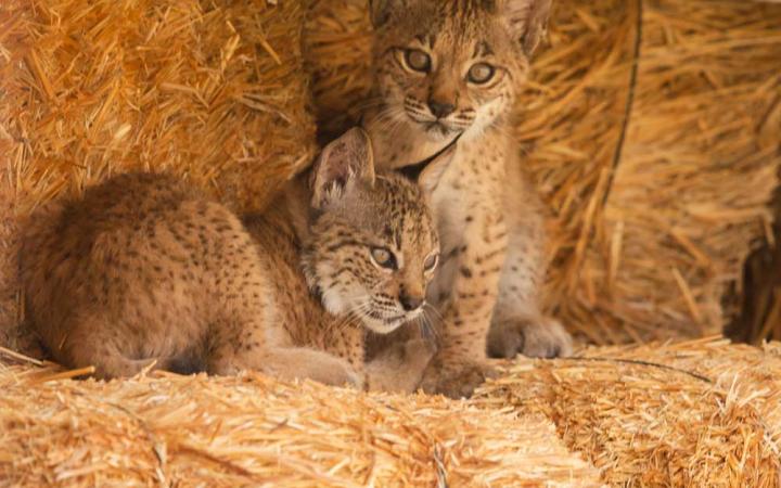 cachorros lince
