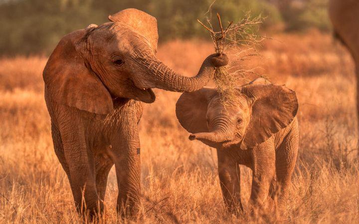 Adopta una especie con WWF