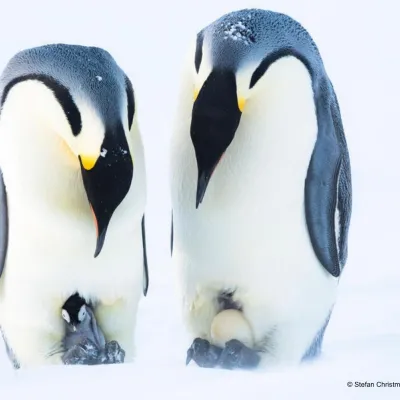 Adopta un pinguino emperador