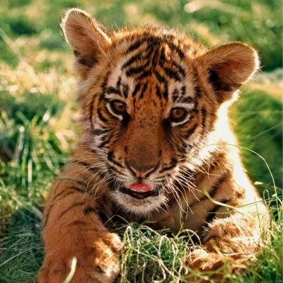 Cachorro de tigre