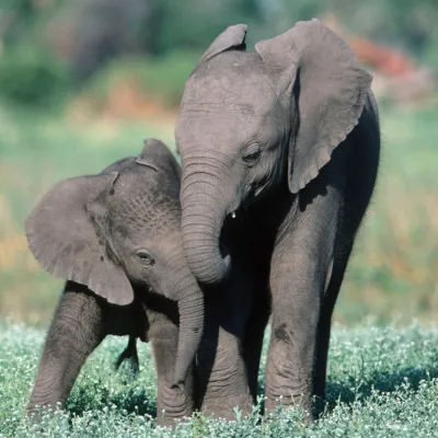 Elefante africano adopción simbólica wwf
