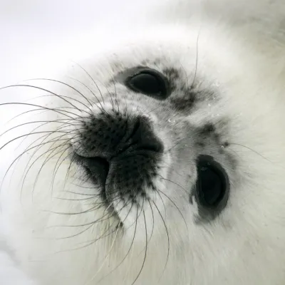 foca arpa