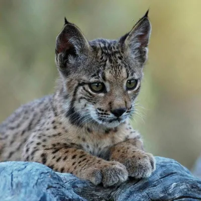Cachorro de lince ibérico