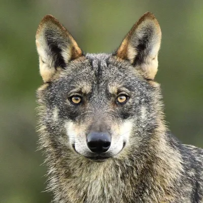 Lobo ibérico, adopción simbólica