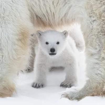 Cachorro de oso polar