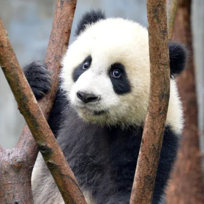 Oso Panda adopta