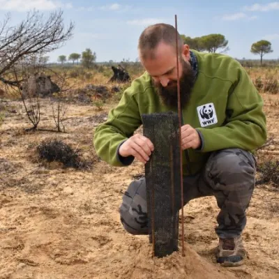 Acciones de restauración en Doñana tras incendio