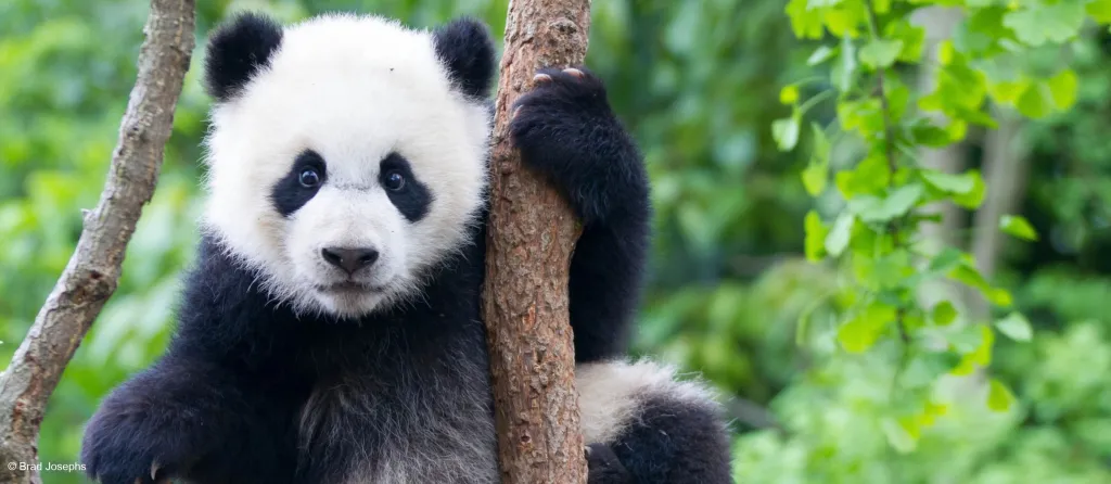 Adopta una especie amenazada con wwf