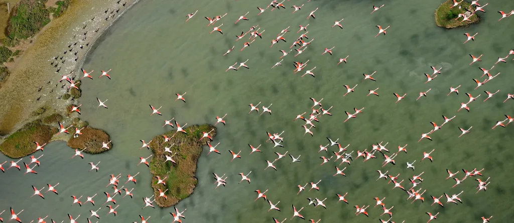 Vista aérea Doñana con flamencos volando.