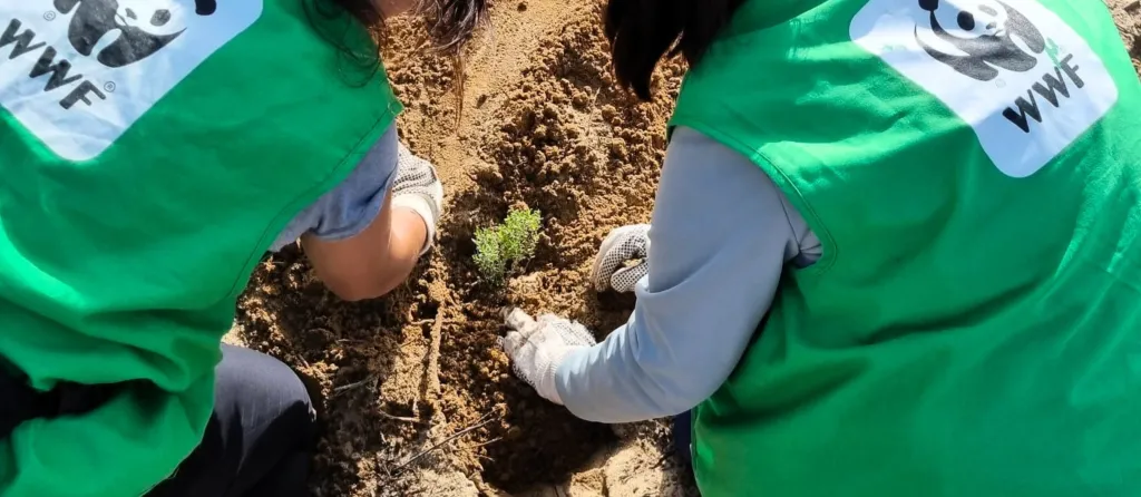Dos voluntarias de WWF plantando un plantón en suelo arenoso