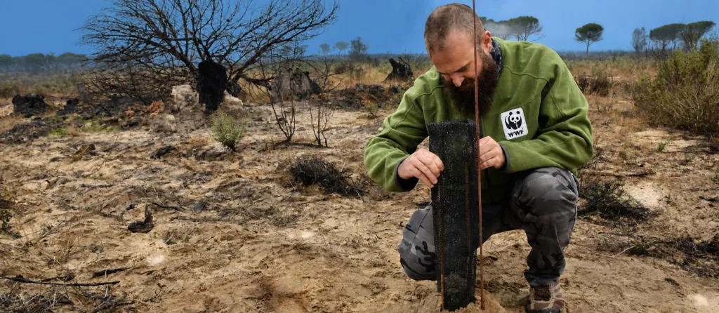 Repoblación incendio Doñana 