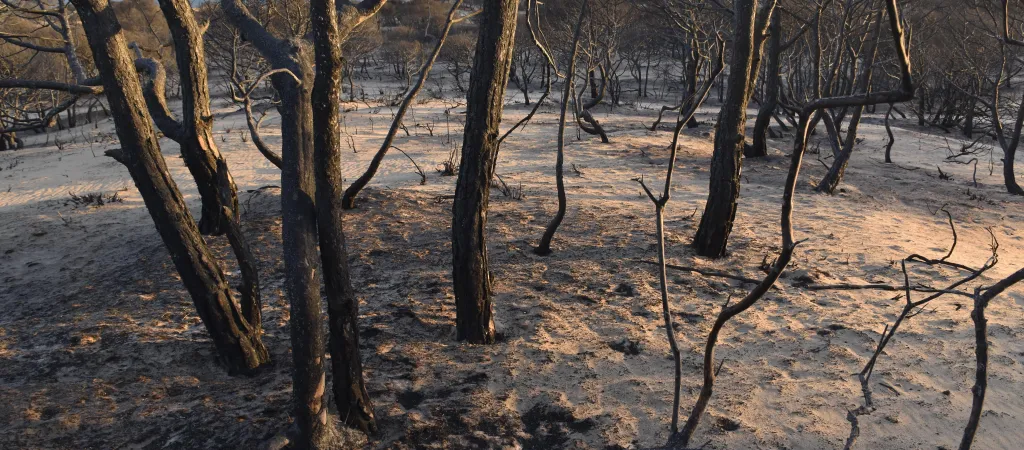 Pinar de Doñana calcinado, con el suelo cubierto de ceniza tras el incendio