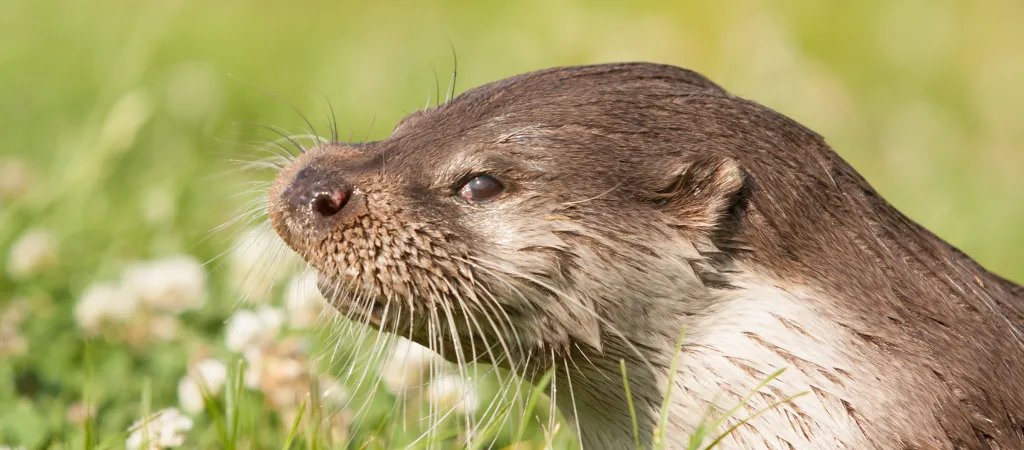 Nutria. restaura mijares