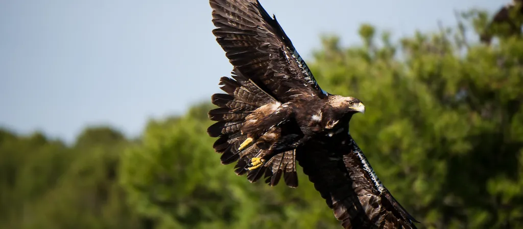 Águila imperial en Doñana