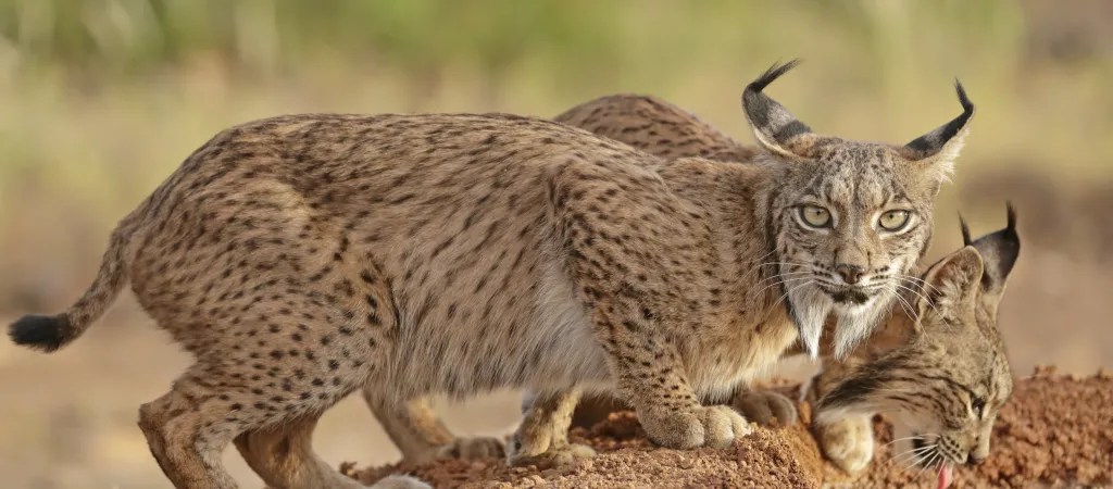 Cachorros de lince ibérico