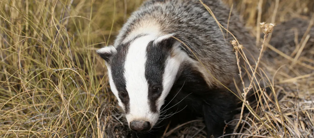 Tejón. Restaura Mijares con WWF